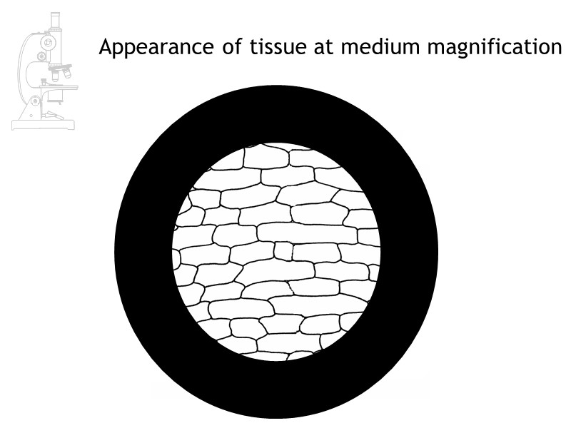 Appearance of tissue at medium magnification